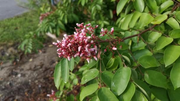 Aufnahmen Von Averrhoa Carambola Dem Sternfruchtbaum — Stockvideo