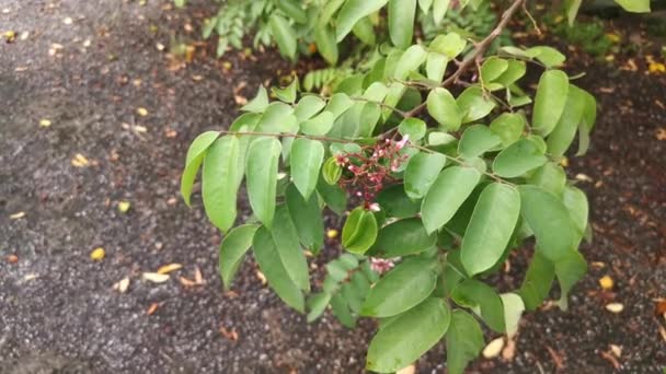 Beeldmateriaal Van Averrhoa Carambola Sterfruitboom — Stockvideo