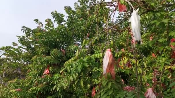 Imagens Averrhoa Carambola Árvore Frutífera Estrela — Vídeo de Stock