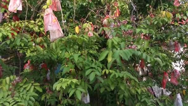 Filmato Averrhoa Carambola Albero Frutto Stellare — Video Stock