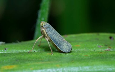 Yaprak sıçrayan böceğin yakın çekimi.