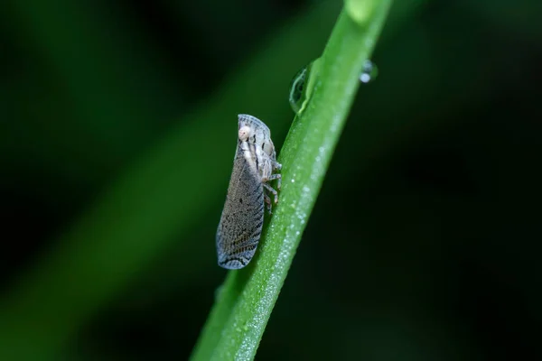 Close Shot Van Het Bladhaantje — Stockfoto