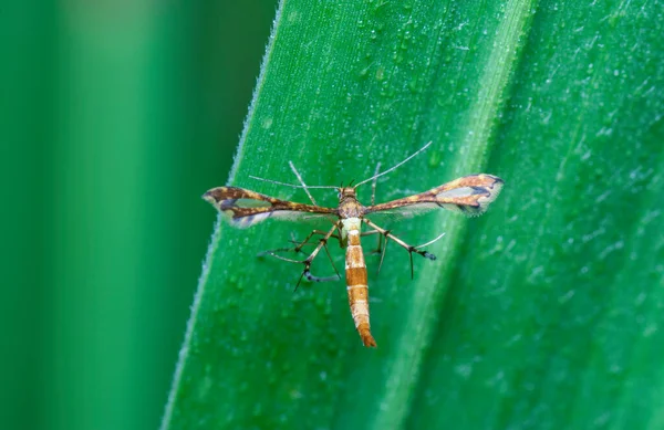 Tiro Cerca Polilla Pluma Delgada — Foto de Stock