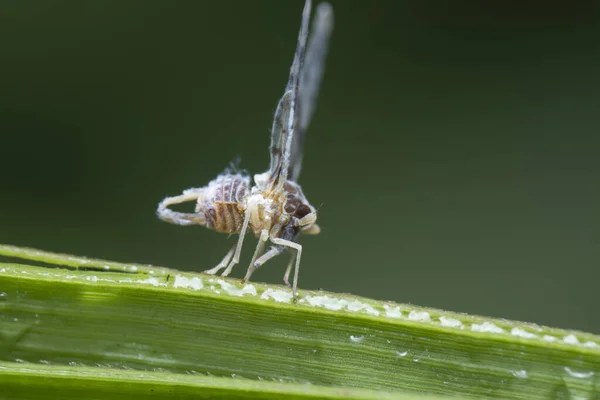 Κοντινή Λήψη Του Derbidae Planthopper — Φωτογραφία Αρχείου