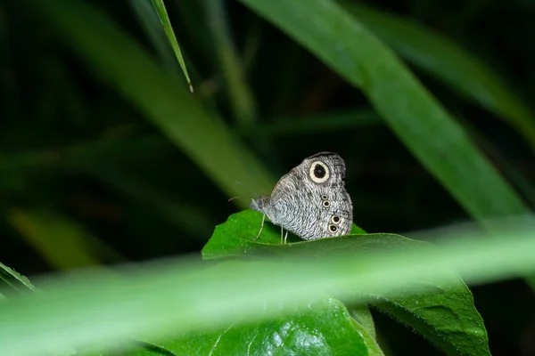 Nahaufnahme Des Schmetterlings Ypthima Striata — Stockfoto