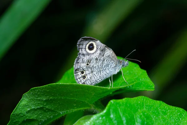 Tiro Perto Ypthima Estriata Borboleta — Fotografia de Stock