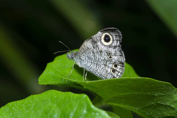 Tiro Cerca Mariposa Ypthima Striata — Foto de Stock