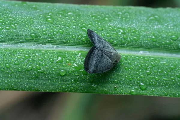 Close Tiro Scolypopa Australis Leafhopper — Fotografia de Stock