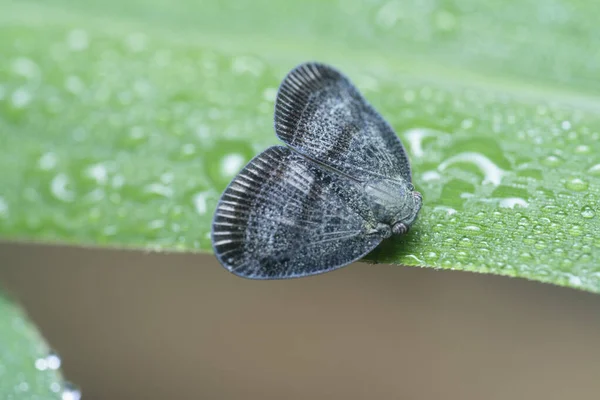 Close Shot Van Scolypopa Australis Leafhopper — Stockfoto