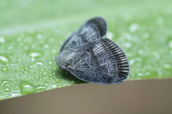 Detailní Záběr Scolypopa Australis Leafhopper — Stock fotografie