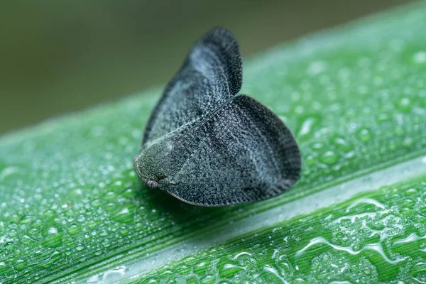 Detailní Záběr Scolypopa Australis Leafhopper — Stock fotografie