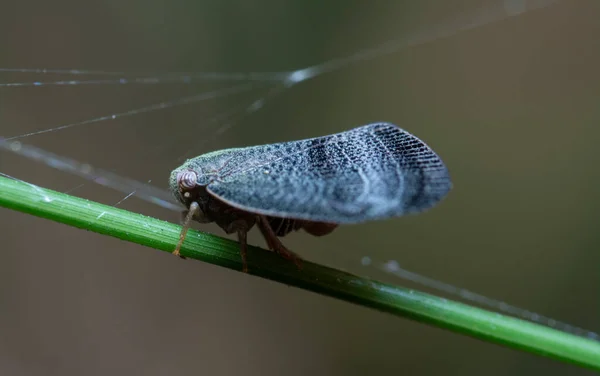 클로즈업 Scolypopa Australis Leafhopper — 스톡 사진