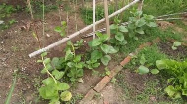 Yapraklı basella alba ıspanak sebzesinin görüntüleri.