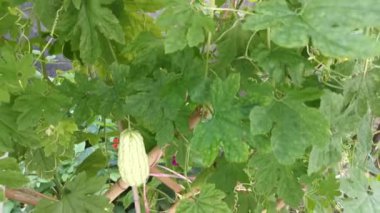 Sert kabak derisinden sarkan yeşil kabağın görüntüleri