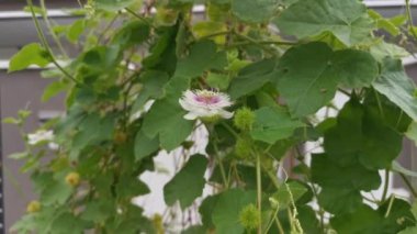 Kapının dışındaki vahşi Passiflora Foetida bitkisinin görüntüleri..