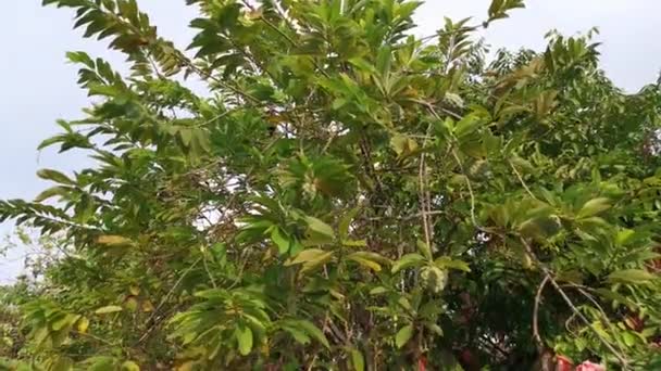 Bilder Det Omogna Vaniljäppleträdet — Stockvideo