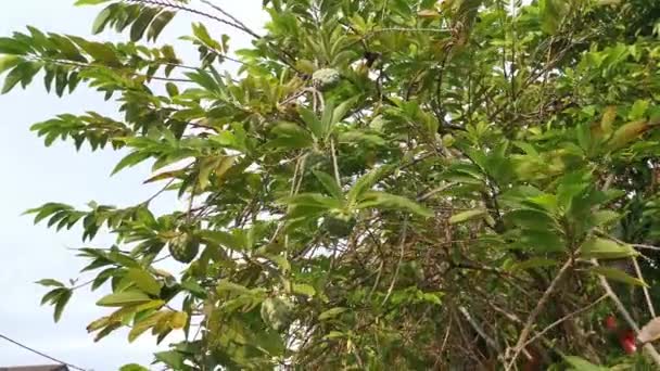 Кадри Нестримного Яблучного Заварного Крему — стокове відео