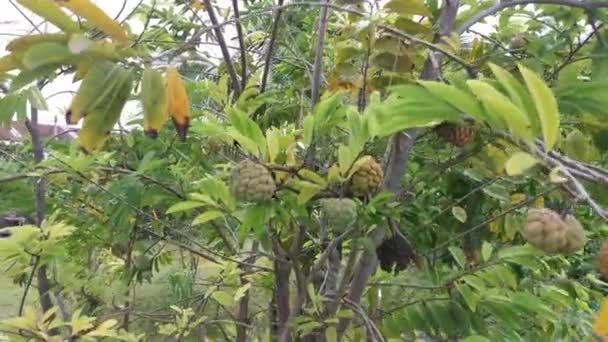 Des Images Pommier Crème Non Ripé — Video