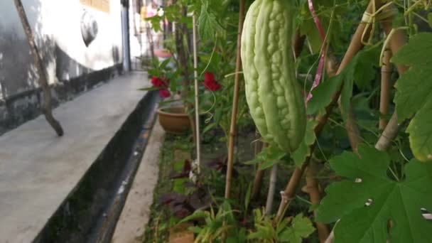 Footage Green Hanging Rough Skin Bitter Gourd — Stock Video