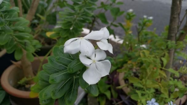 Metraje Flor Pétalos Rosa Cataranto Blanco — Vídeos de Stock