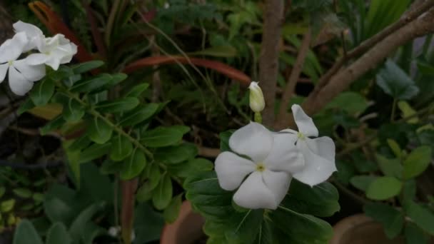 Metraje Flor Pétalos Rosa Cataranto Blanco — Vídeos de Stock