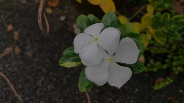 Imagens Flor Branca Das Pétalas Catharanthus Roseus — Vídeo de Stock