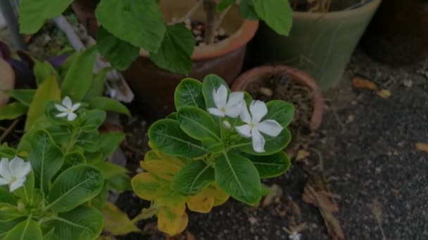 Imagens Flor Branca Das Pétalas Catharanthus Roseus — Vídeo de Stock