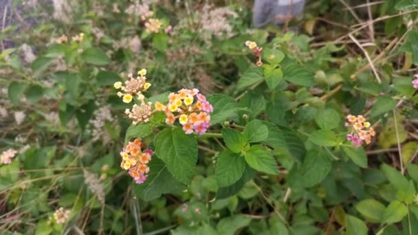 Vahşi Lantana Camara Bitkisinin Görüntüleri — Stok video