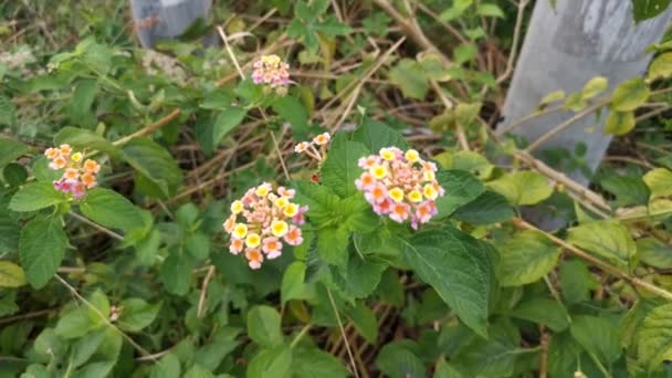 Imágenes Planta Salvaje Cámara Lantana — Vídeo de stock