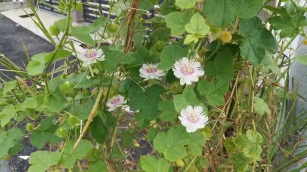 Aufnahmen Der Wilden Passiflora Foetida Vor Dem Tor — Stockvideo