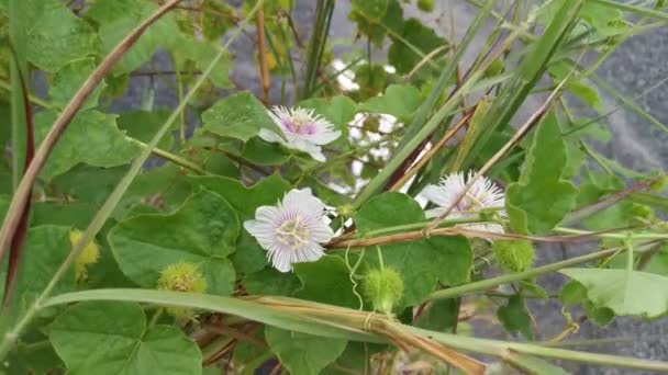 Imagens Passiflora Selvagem Foetida Planta Fora Portão — Vídeo de Stock