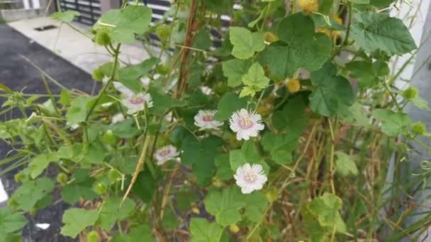 Aufnahmen Der Wilden Passiflora Foetida Vor Dem Tor — Stockvideo