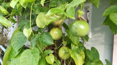 Mor Passiflora bitkisinin görüntüleri. 