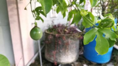 Mor Passiflora bitkisinin görüntüleri. 