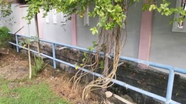 Mor Passiflora bitkisinin görüntüleri. 