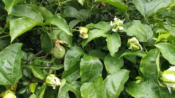 Beelden Van Paarse Passiflora Plant — Stockvideo