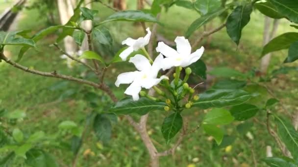 Aufnahmen Der Weißen Tabernaemontana Divaricata Blume — Stockvideo
