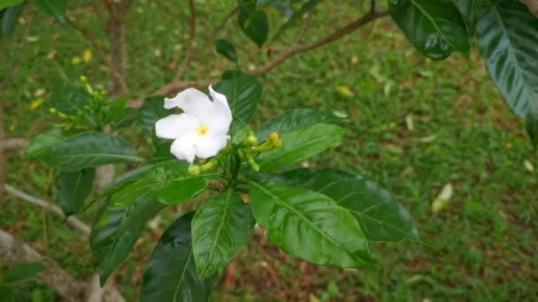 Aufnahmen Der Weißen Tabernaemontana Divaricata Blume — Stockvideo