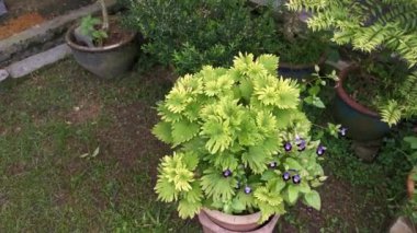 Açık yeşil coleus yaprağı bitkisinin görüntüleri