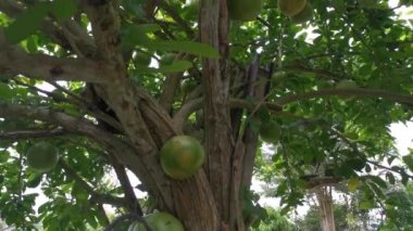 Yaygın Crescentia cujete calabash ağacının görüntüleri