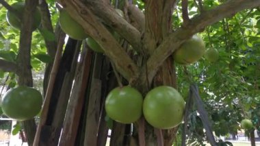 Yaygın Crescentia cujete calabash ağacının görüntüleri