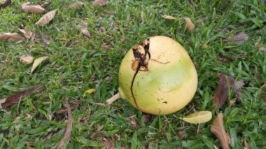 Yaygın Crescentia cujete calabash ağacının görüntüleri
