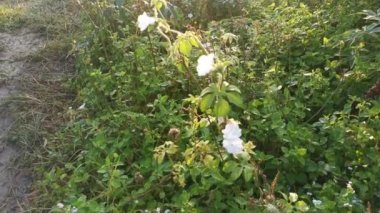 Sabah çiçeklerinin vahşi beyaz çalılarının görüntüleri..