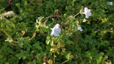 Sabah çiçeklerinin vahşi beyaz çalılarının görüntüleri..
