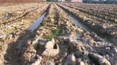 Tapyoka tarım tarımı için saban arazisinin görüntüleri. 