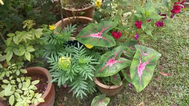 Beeldmateriaal Van Caladium Bicolor Plant — Stockvideo