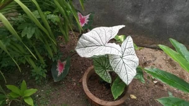 Beeldmateriaal Van Caladium Bicolor Plant — Stockvideo