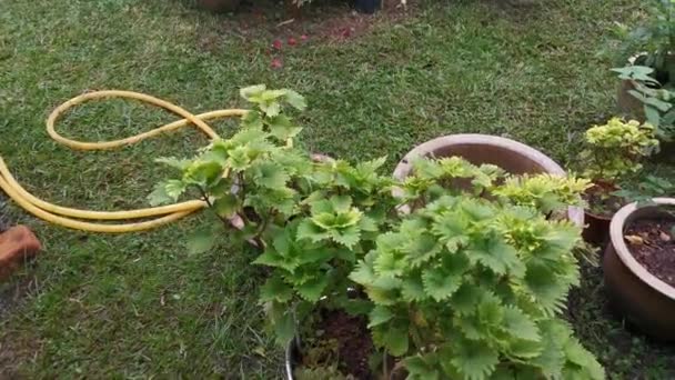 Metraje Planta Hoja Coleus Verde Claro — Vídeo de stock