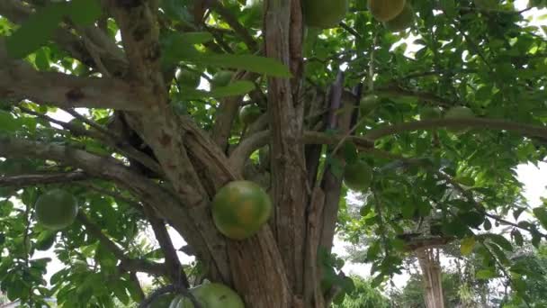 Bilder Den Gemensamma Crescentia Cujete Calabash Träd — Stockvideo