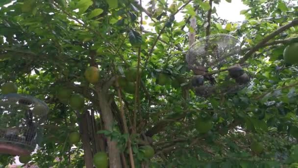 Yaygın Crescentia Cujete Calabash Ağacının Görüntüleri — Stok video